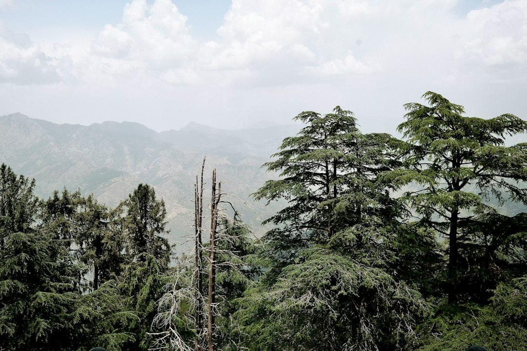 Pine Forest photo slot